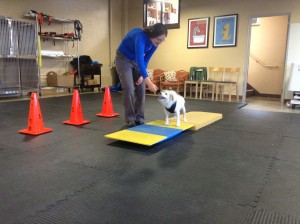 A woman training a dog